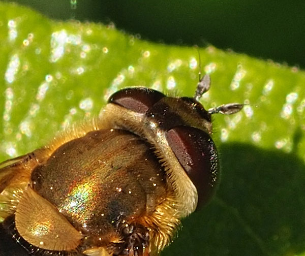 Behaarte Schwebfliege, Syrphus torvus Detail Augen